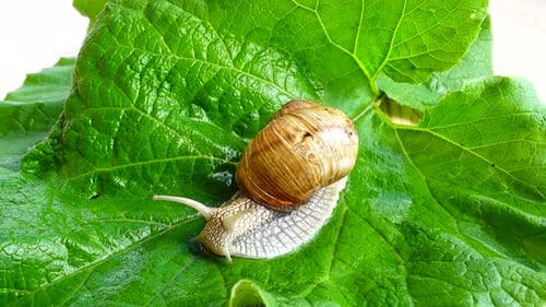 Shooting of Garden Snail 3
