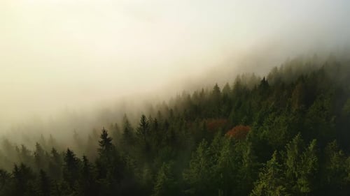 Aerial view of dark green pine trees in spruce forest in foggy fall mountains.