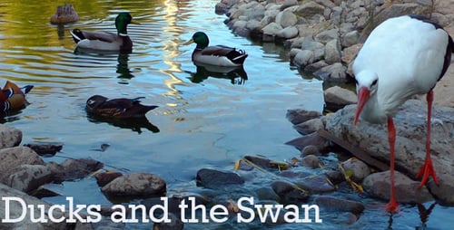 Ducks and the Swan