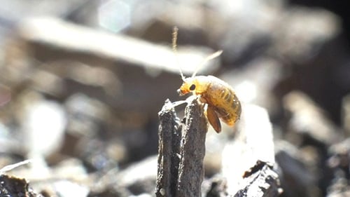 Yellow Bug Perched on Wood in Close-Up
