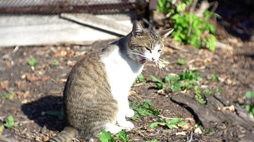 Cat Sits and Grooms in Sunny Yard