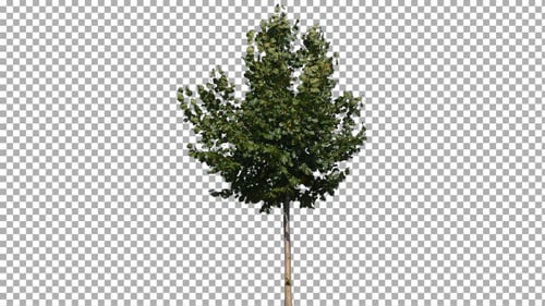 Tree Swaying Against Transparent Background