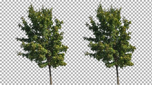 Two Green Trees Swaying on Alpha Channel