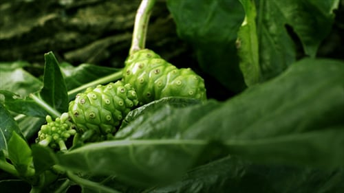 Noni-Frucht 02