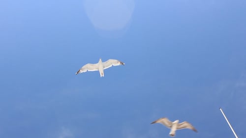 Seagulls Flying in Blue Sky Above Beach