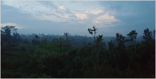 Dramatic Jungle Aerial 1