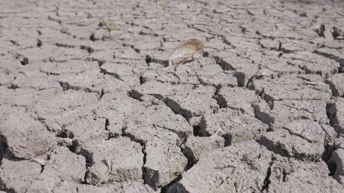 Dry Fractured Soil of Drought on Lake, River or Sea Bottom