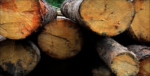 Freshly Cut Tree Logs at a Wood Processing Facility