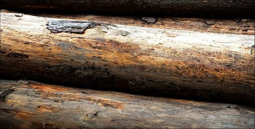 Freshly Cut Logs Stacked High at Lumber Yard