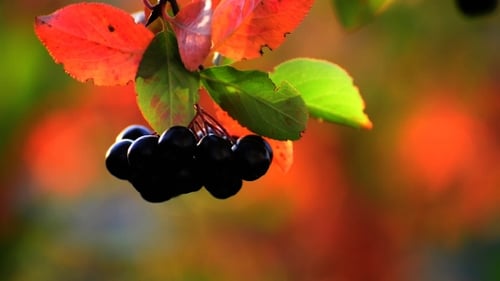 Aronia Automne par une journée ensoleillée