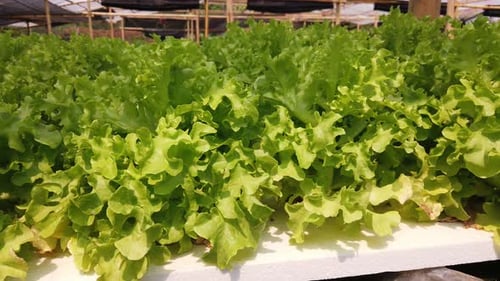 Cultivation hydroponic green oak in farm, Organic vegetables. Pan left shot.