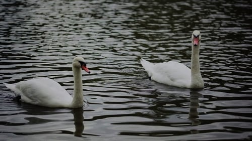 Two Elegant White Swans Swimming on Lake