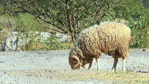 Horned Sheep Collects Food