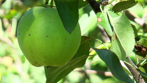 Green Apple Among Leaves