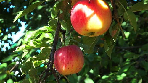Branch With Ripe Apples