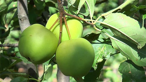 Rama con manzanas verdes