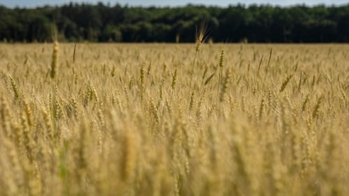 Wheat Field