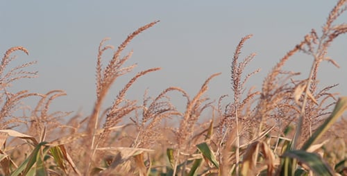 Golden Cornfield Agriculture on a Rural Farm