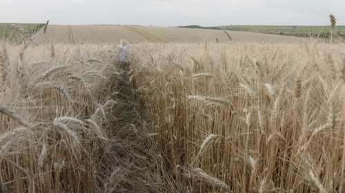 Little Girl Runs Through Golden Wheat Field