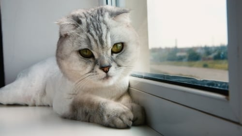 Gray Scottish Fold Cat Resting on Window Sill