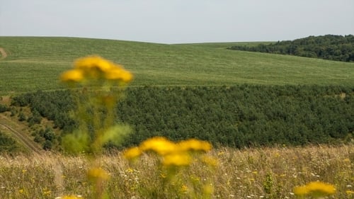 Field Of Spring Grass And Mountain