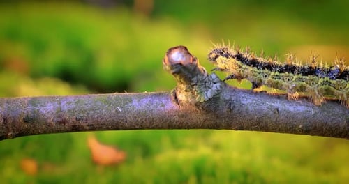 Caterpillar Crawling on Branch in Nature Close Up