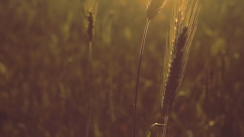 Wheat Field In Early Summer At Sunset.