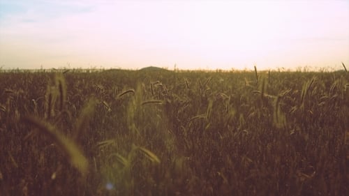 Wheat Field Illuminated By Rays Of The Setting Sun