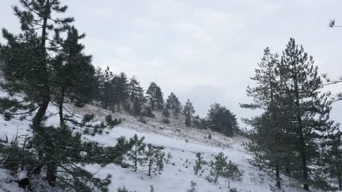 Snow Covered Evergreen Trees on Winter Hillside