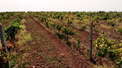 Aerial View of Vineyard in Rural Setting