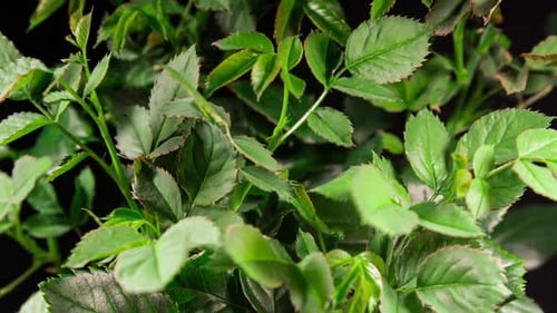 Young Green Rose Leaves Grow in Time Lapse. New Life Generation. Young Sprouts Reach for the Light