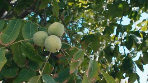 Grüne Walnüsse wachsen auf einem Baum
