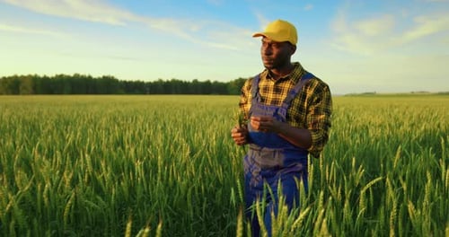 The Farmer Inspects the Harvest in the Wheat Field