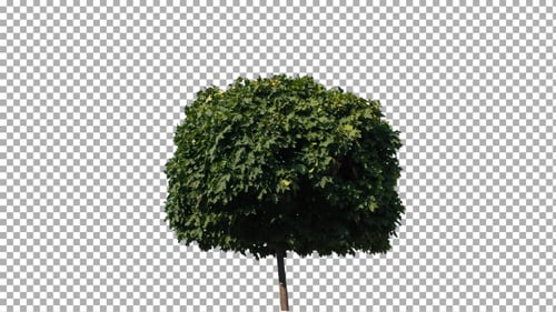 Real Tree Isolated on the Wind 8