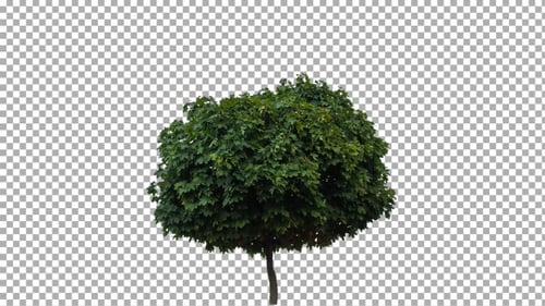 Real Tree Isolated on the Wind 10