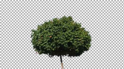 Real Tree Isolated in the Wind 6 (Strong Wind)