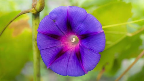Morning Glory Closing
