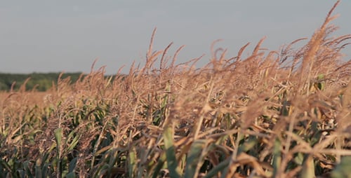 A Field Of Corn At Sunset.
