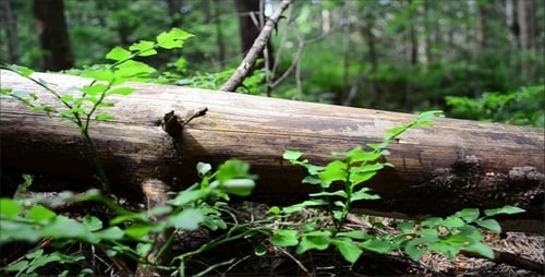 Fallen Tree Trunk in Forest with Moss and Fungi