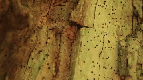 Baumrinde Textur
