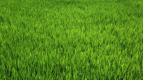 Young Shoots Of Rice