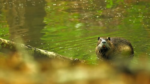 wildes Coyu-Nagetier Nutria Kletterzweig in der Nähe eines Flusses