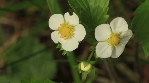 Fleur de fraise des bois