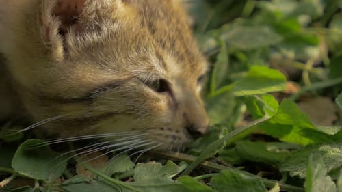 Small cat resting in the grass 4K 2160P UltraHD footage - Cat relaxing outddor in natural environme