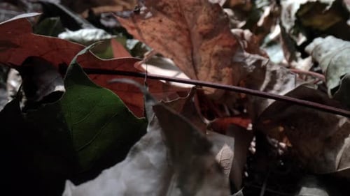Fliege durch braune Herbstblätter auf dem Boden