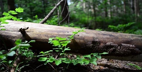 Weathered Log with New Growth on Forest Floor