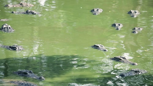 Group of Crocodiles Swimming in Murky Tropical Water
