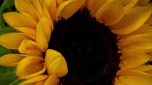 Rotierende Aufnahmen von Sonnenblumen