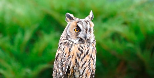 Owl Chick