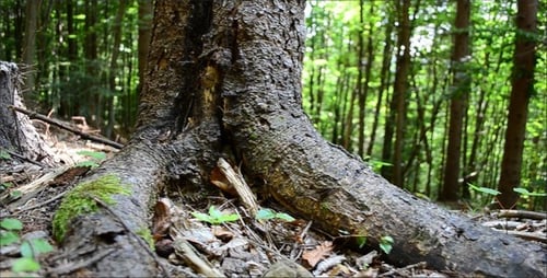 Forest Floor with Trees and Greenery in Sunlight